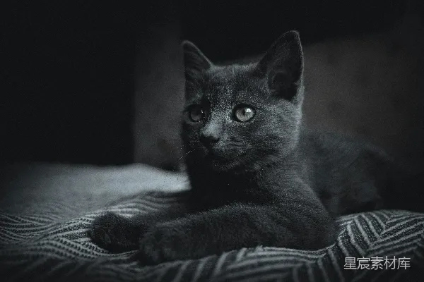 高清摄影 黑猫图案的白底黑条纹布料