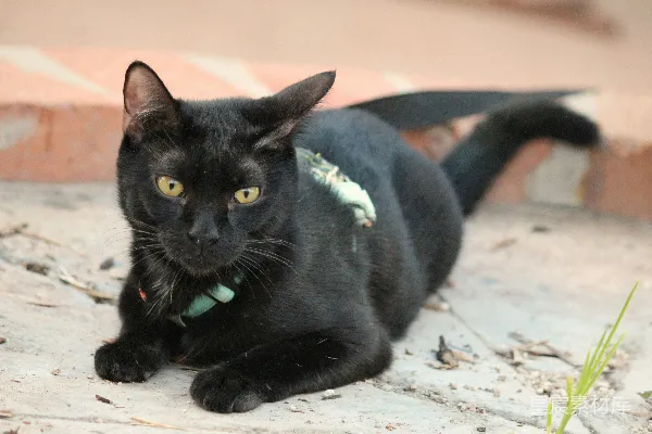 高清摄影 一只戴着绿色项圈的黑猫在地上躺着。