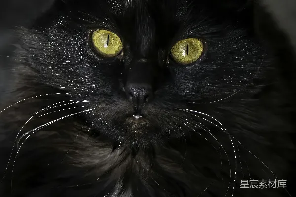 高清摄影 一只黑猫，眼睛是黄色的