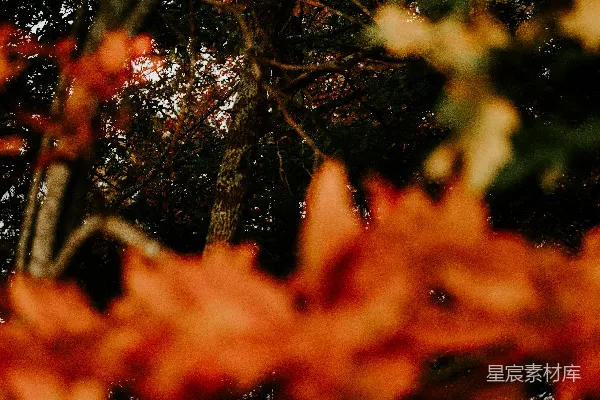高清摄影 一个在树林中滑滑板的人