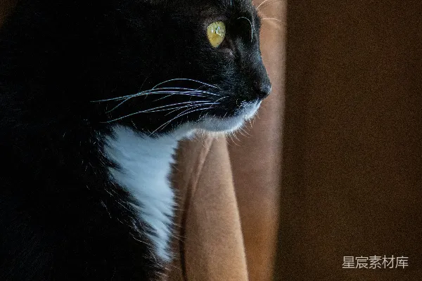 高清摄影 穿着燕尾服的猫在棕色织物上