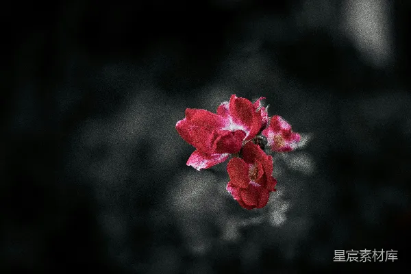 高清摄影 一朵花的特写