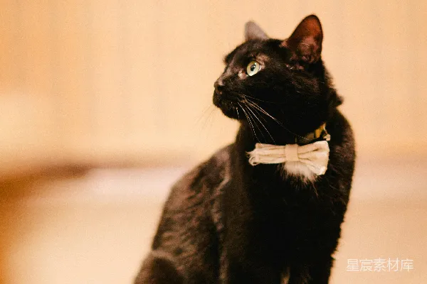 高清摄影 一只戴着白色领结的黑猫