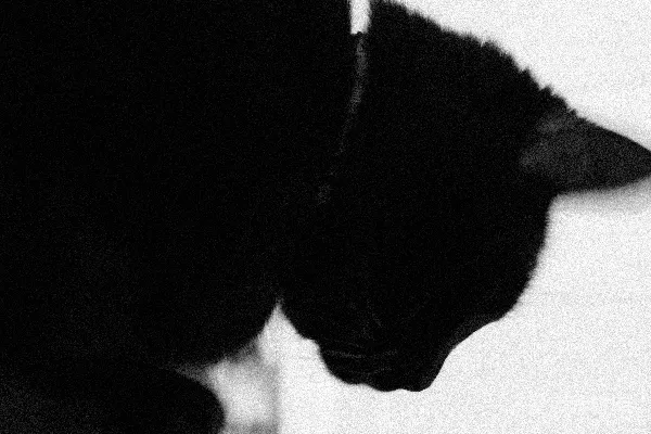 高清摄影 一只黑猫坐在桌子的上面。