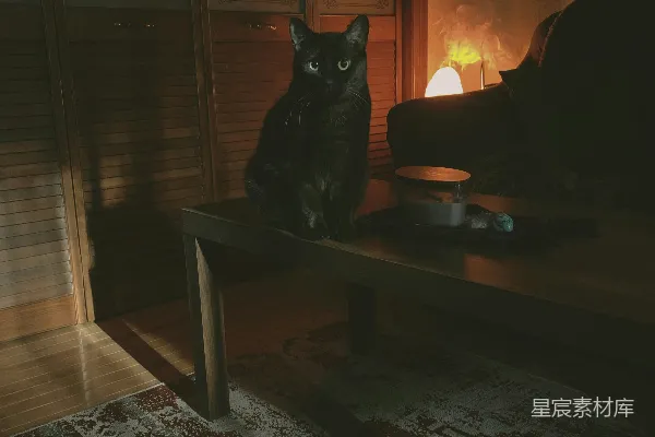 高清摄影 黑猫在棕色木桌上