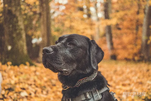 高清摄影 戴着项圈的黑金毛猎犬