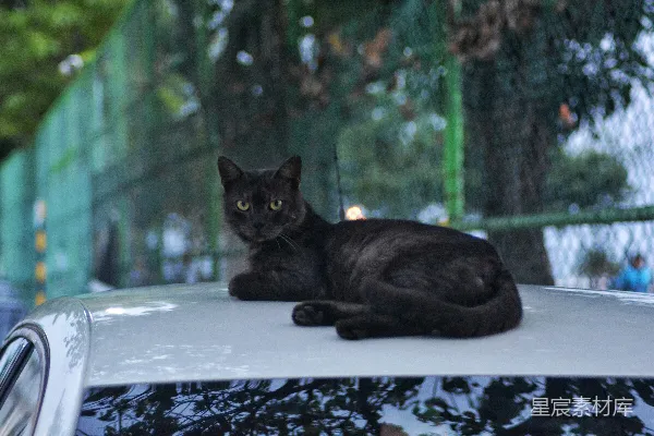 高清摄影 一只黑猫坐在汽车顶部