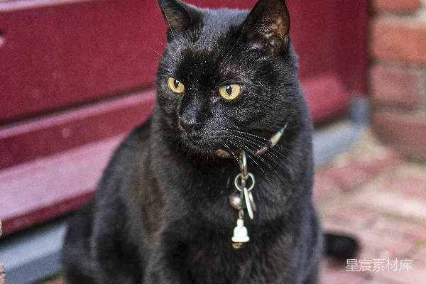 高清摄影 一只黑猫坐在一扇红门前。