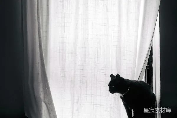 高清摄影 一只黑猫坐在白色窗帘前。
