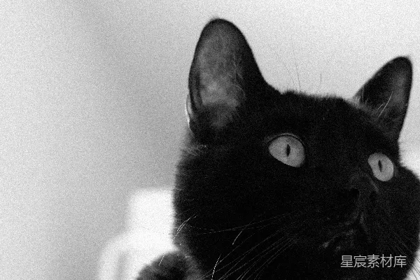 高清摄影 一只黑猫睁大眼睛向上看。