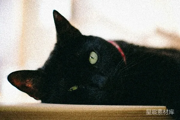 高清摄影 一只悠闲的黑猫，绿眼睛。