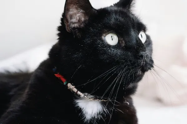 高清摄影 一只胸前有白色毛发的黑猫正躺在床上。