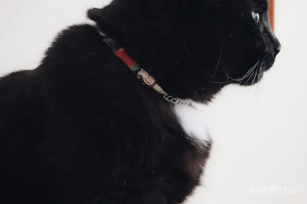 高清摄影 一只胸口是白色的黑猫坐在室内。