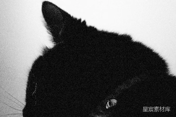 高清摄影 一只黑猫的特写，背景为白色。