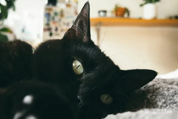 高清摄影 一只黑色的猫在室内的柔软毯子上休息。