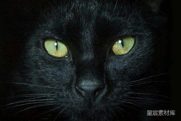 高清摄影 有黄色眼睛的黑猫