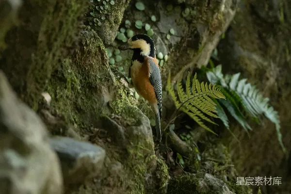 高清摄影 一只鸟栖息在森林中树枝上