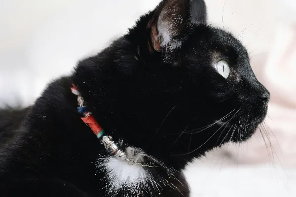 高清摄影 一只戴着五彩项圈的黑猫趴下了。