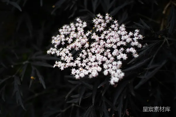高清摄影 倾斜镜头拍摄的白色花朵