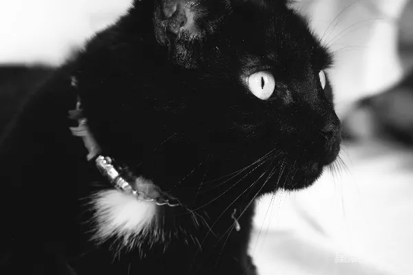 高清摄影 一只胸口有白色标记并戴着项圈的黑猫。