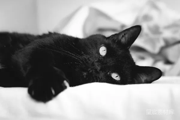 高清摄影 一只眼睛明亮的黑猫正躺在床上。