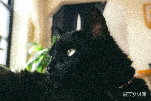 高清摄影 一只绿眼睛的黑猫向前看。