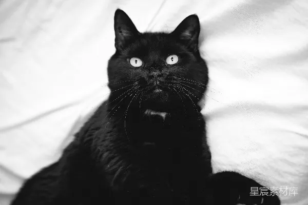 高清摄影 黑猫，明亮的眼睛在白色背景上