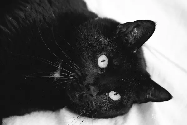 高清摄影 一只白眼睛的黑猫在白色毯子上