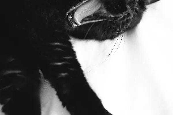 高清摄影 一只黑猫在白色表面上张大嘴巴打哈欠。