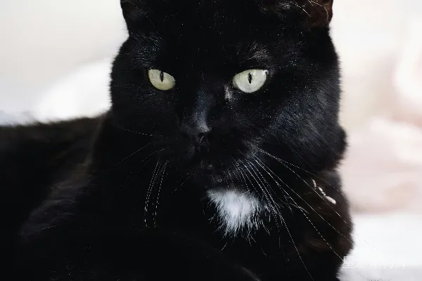 高清摄影 一只绿眼睛的黑猫躺在白色的被单上。