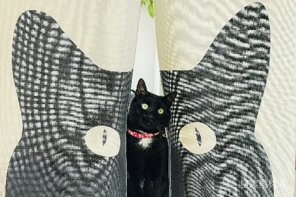 高清摄影 一只黑猫坐在两块窗帘之间