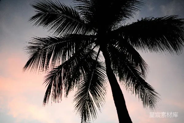 高清摄影 海滩上的一排棕榈树