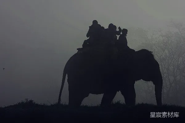 高清摄影 骑象的人的剪影