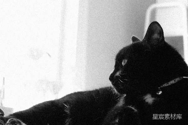 高清摄影 一只黑猫在明亮的光线下放松。