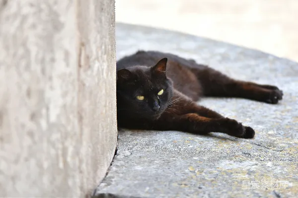 高清摄影 一只黑猫躺在地上，旁边靠着一堵墙。