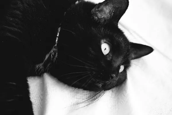 高清摄影 一只眼睛是白色的黑猫躺在白色的布料上。