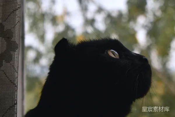 高清摄影 一只猫的特写镜头，它正望着窗外。