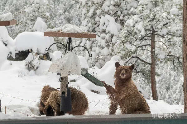 高清摄影 两只棕色的熊站在雪覆盖的地面上