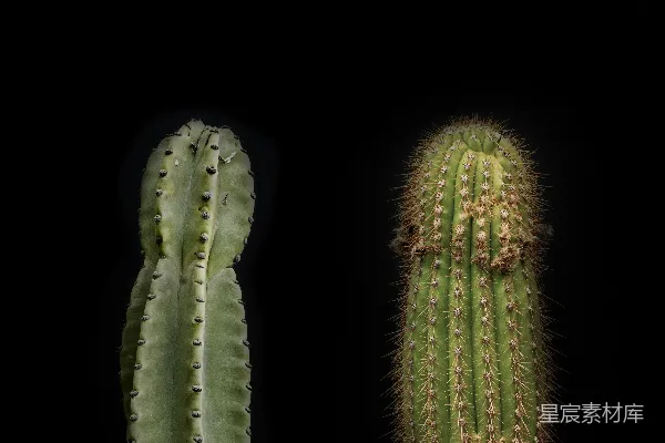 高清摄影 两棵绿色仙人掌植物