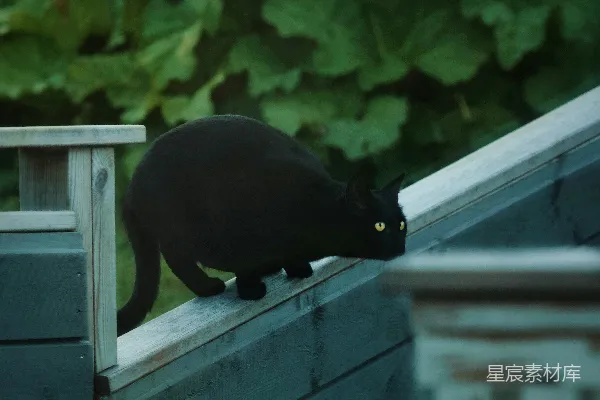 高清摄影 一只黑猫站在木栅栏的顶端