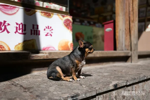 高清摄影 一只黑白相间的小狗坐在水泥板上。