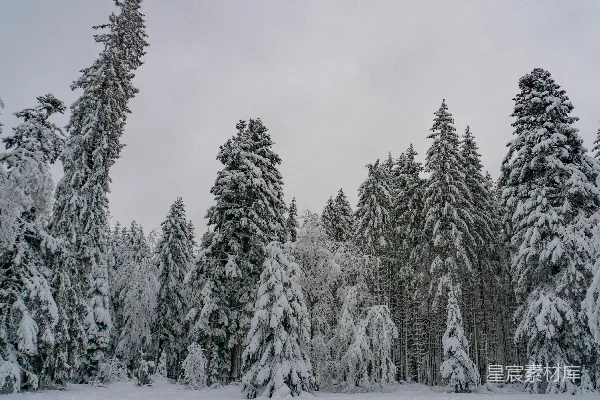 高清摄影 白天覆盖着积雪的松树