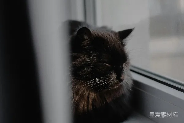 高清摄影 一只猫正看着窗外