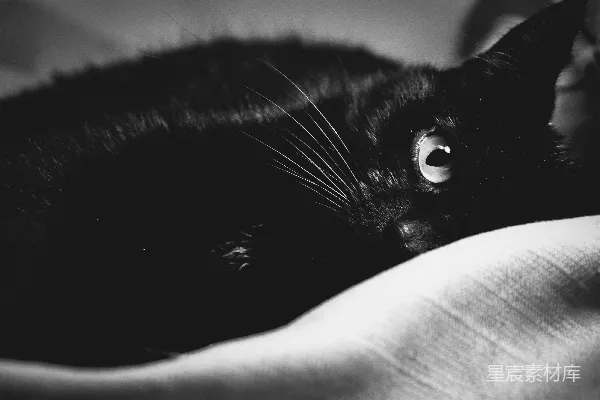 高清摄影 一只黑猫躺下。