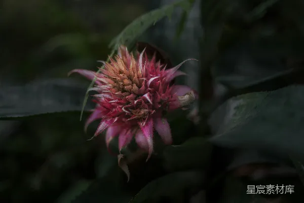 高清摄影 倾斜移轴镜头中的粉红色花朵