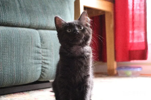 高清摄影 黑猫在棕色木制地板上