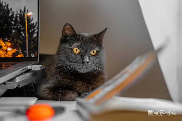 高清摄影 一只黑色的猫坐在一台笔记本电脑前。