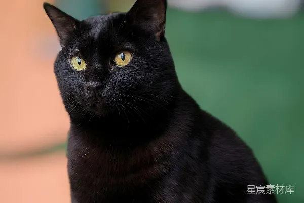高清摄影 一只光滑的黑猫坐着，专注地凝视着。