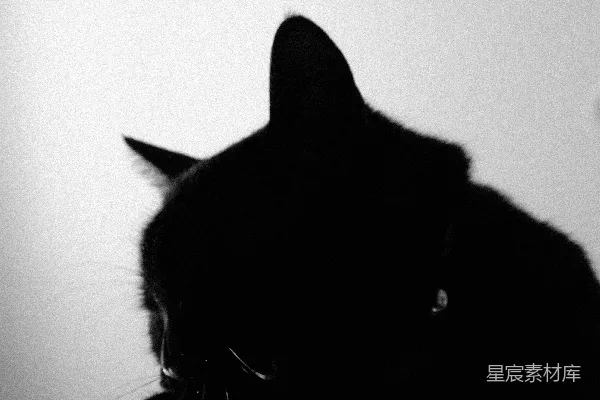 高清摄影 一只黑猫在黑白照片中张嘴。