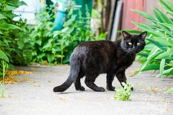 高清摄影 一只黑猫站在人行道上，旁边有植物。